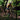 Person mountain biking through a forest trail