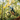 Person riding a mountain bike through a forest with autumn foliage
