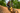 A mountain biker wearing a helmet and goggles rides a yellow bike on a dirt trail surrounded by tall green trees.