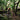 Person mountain biking through a forest on a rocky trail