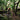 Person mountain biking through a forest on a rocky trail