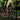 Person mountain biking through a forest trail